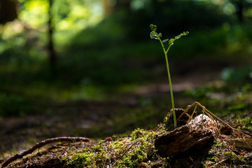 Keimender Farn im Wald