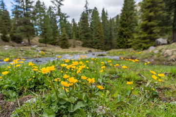 Obraz premium sumpfdotterblume kühtai