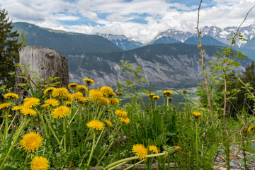 Alpenblumen