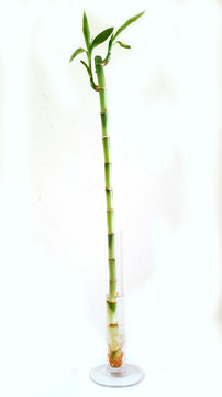 Green lucky bamboo or Dracaena braunii in glass water