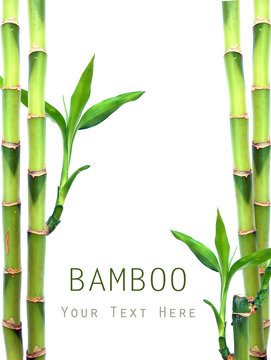Fresh bamboo on white background