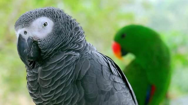 Portrait of Congo grey parrot and green eclectus sitting on branch together against tropics on background. Pair of adorable tropical birds reposing in jungle. Exotic avians in natural habitat.