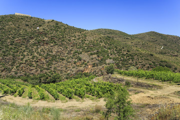 Fototapeta na wymiar Douro Valley – Schisty Hills and Vineyards