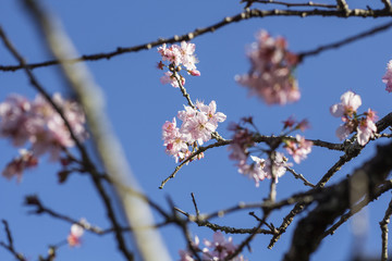 Cherry blossom