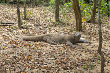 A komodo dragon with a raised head on Komodo Island in Indonesia.