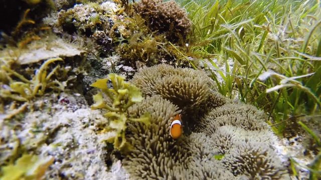 Orange Clownfish or Anemonefish swimming in Tropical Reef
