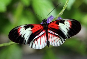 Butterflies and Flowers