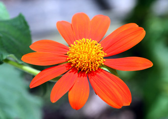 Butterflies and Flowers