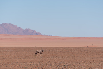 Fototapeta na wymiar Running gemsbok antelope through open plains of african desert with red dunes in the background