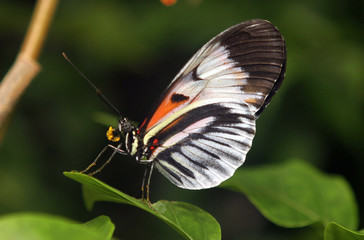 Butterflies and Flowers