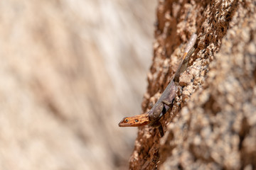 Close up portrait of agama lizard on rock with text space and soft brown background