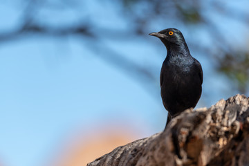 Cape glossy starling sitting on branch with blue background