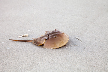 Atlantic Horseshoe crab Limulus polyphemus walks along the white sand