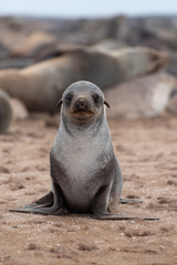 Naklejka premium Cute baby seal portrait looking at camera, seal colony, Namibia