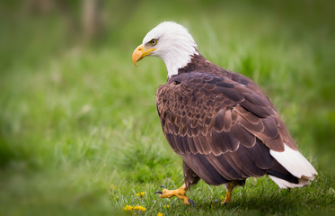 Bald Eagle walking