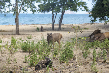 Common prey of Komodo dragon, deer feed near the beach on Komodo Island in Indonesia.