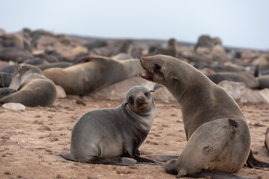 Seal mother with open mouth and baby seal