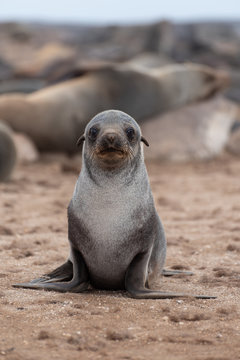Cute baby seal portrait looking at camera, seal colony, Namibia