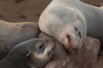 Obraz premium A couple of seals sleeping side by side on a rock at the beach