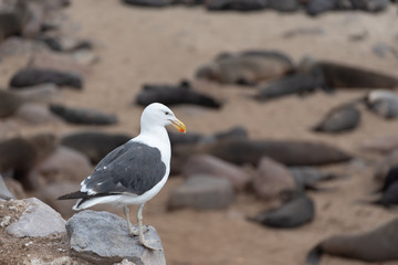 White sea gull looking down at a colony of seals lying at the coast
