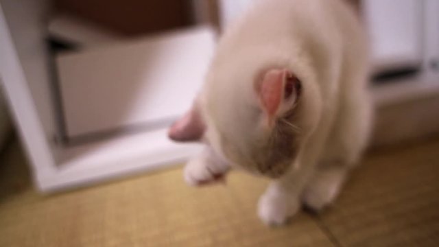 顔を洗う白い子猫