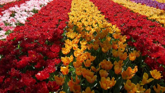 Coltivazione dei tulipani in Olanda