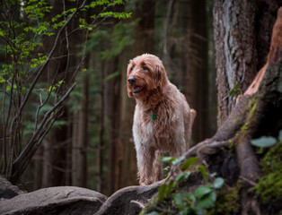 Happy dog, Labradoodle, going for a forest walk.