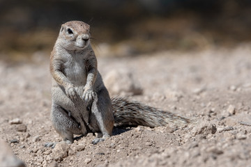 Portrait of standing ground squirrel, soft background