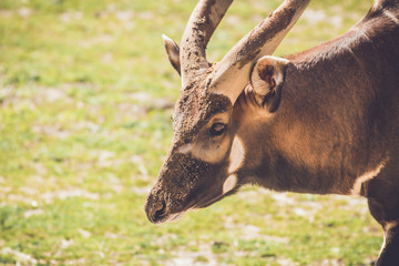African Bongo (Tragelaphus eurycerus) walks along quietly on sandy grass in vintage garden setting