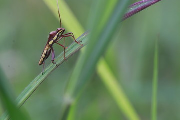 Close up small brown insect on grass leaf