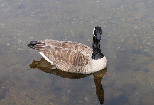 Canada goose (Branta canadensis) in a pond.