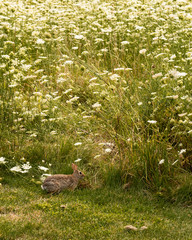 Bunny in field