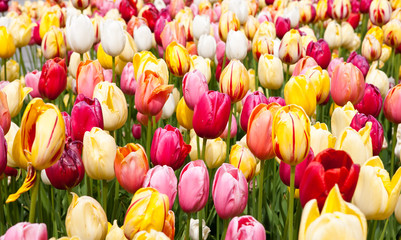 tulips flowers 