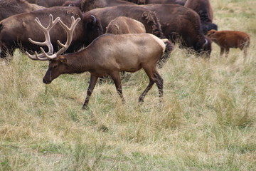 Caribou in herd