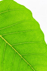 Water drop on fresh green leaf,natural green background.