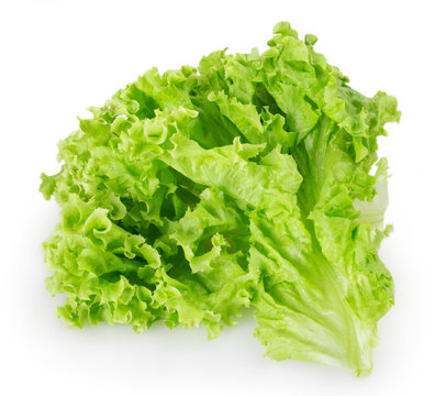 Fresh lettuce salad