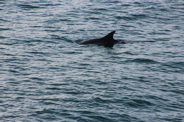 Fototapeta premium dolphin