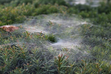 Spider web