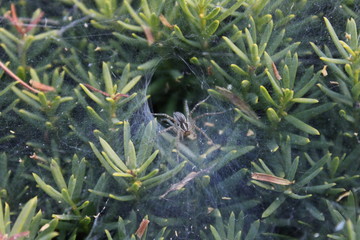 Spider and web