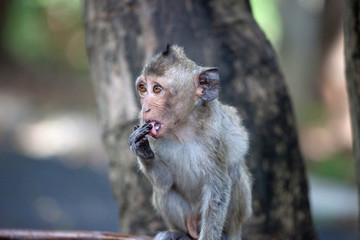可愛いサル