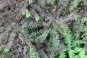 Ferns