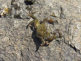 A dead crab on a rock at the beach 