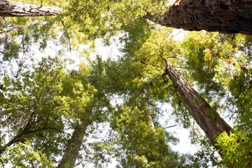 Fototapeta premium Redwoods
