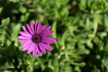 One beautiful purple african daisy flower on soft green background