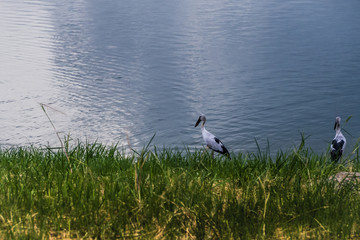 Asian open bill  foraging on the shore with green grass and water surface and also the reflex