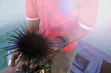 A sea urchin in the hand of a native. Man holding a sea urchin