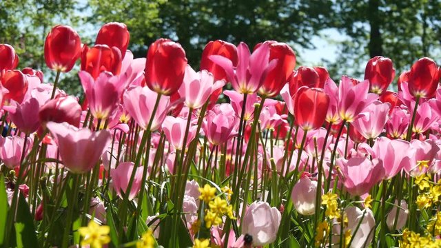 Tulipani giardinaggio in Olanda