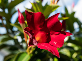 Mandavilla - Red Flower