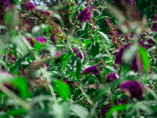 Butterfly Bush - Purple Flowers