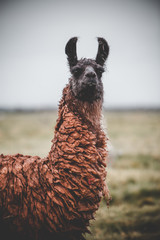 One single llama in Bolivia © Jeff McCollough
